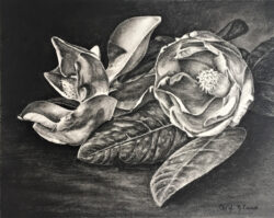 Magnolias Study by Chryl Corrizo