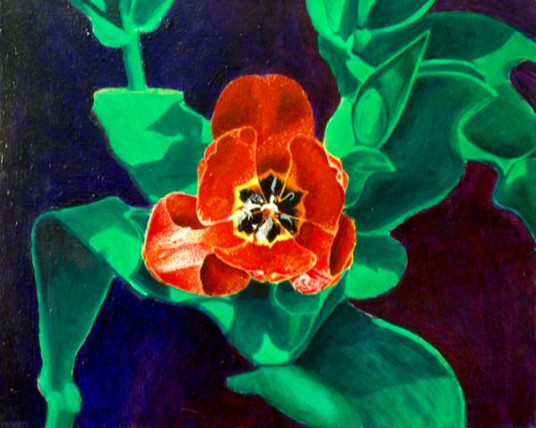 Tulip by Larry Downs