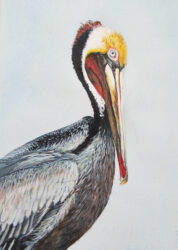 Roberta Loflin Bird