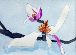 Japanese Magnolias