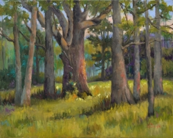An Oak Among the Cypress