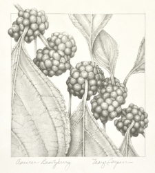 American Beautyberry