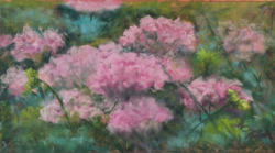 26a.   A Field of Pinks