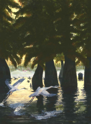 72a.   Atchafalaya Morning