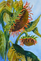 74b.   Fading Glory