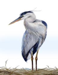 55c.   Gentle Keeper