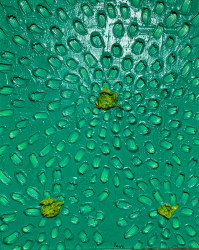 24d.   Green Flowers