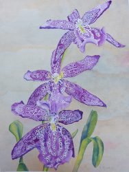 61b.   'Howard's Dream' Orchid