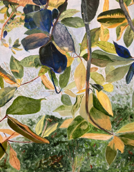 2d.   Magnolia Leaves