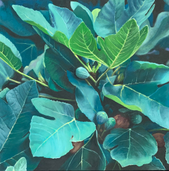 23c.   Southside Figs