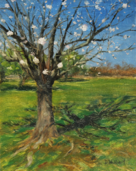 33d.   Spring is Coming