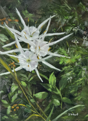 33e.   Swamp Lilies in the Wild